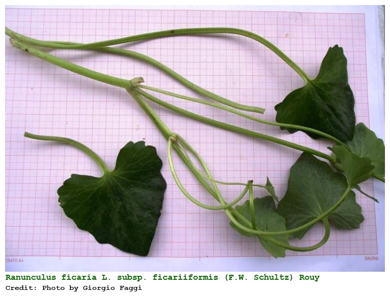 Ranunculus ficaria L. subsp. ficariiformis (F.W. Schultz) Rouy & Fouca